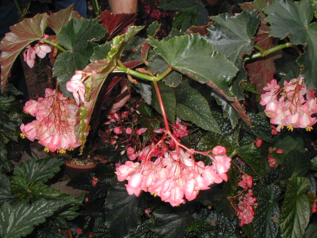 B. ‘Allegro’